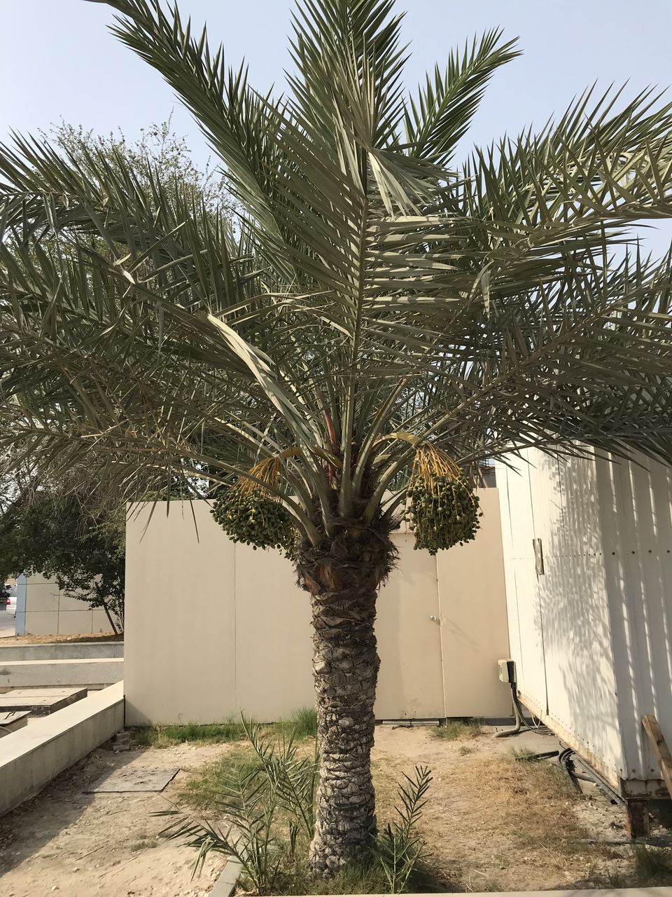 デーツの木 From Bahrain