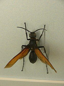 Tarantula_hawk_wasp_3
