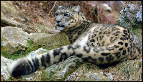 snow-leopards-tail