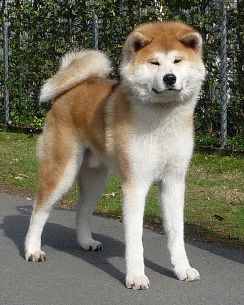 Akita-Inu-Photos