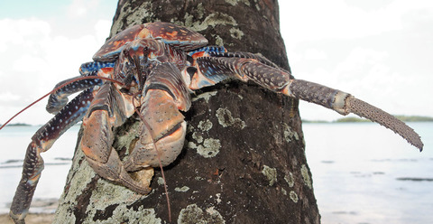 coconut-crab-palm-tree-full-width