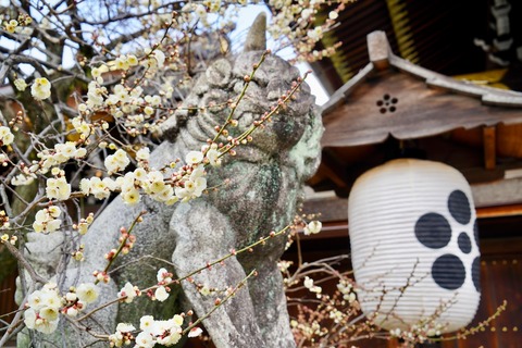 DSC07278