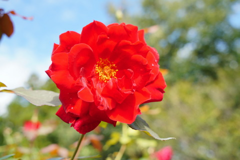 DSC03929