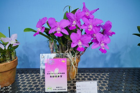 DSC06805