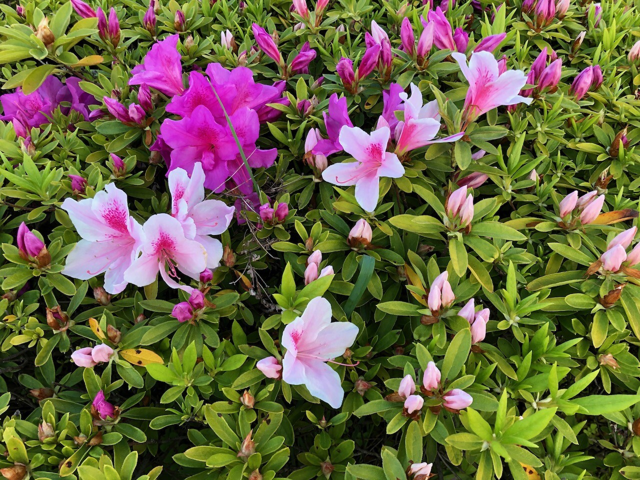 これはツツジの花 なのかな 自称名犬のブログ これはツツジの花 なのかな 自称名犬のブログ