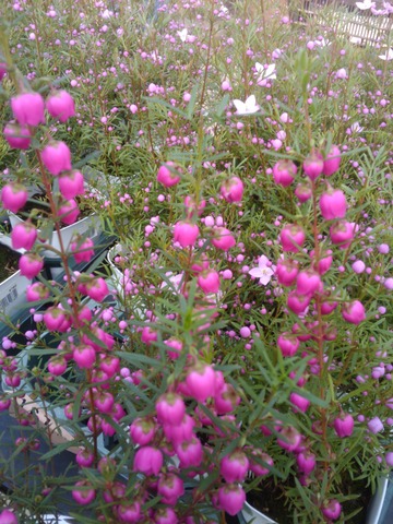 春を呼ぶ 香りの花 ボロニア フロムネイチャーのブログ