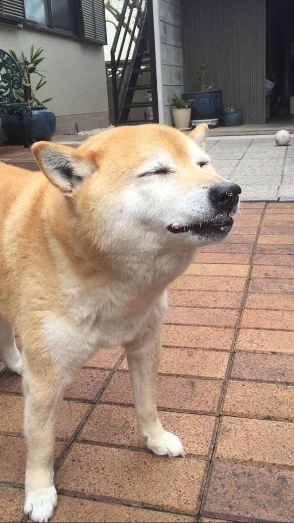 Jk 柴犬みたいなおっさんが軽トラ運転してた カシャ Vippaaa速報 Jk 柴犬みたいなおっさんが軽トラ運転してた カシャ Vippaaa速報