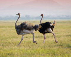 70d8b18a534cb1a1881b3a1629c51834