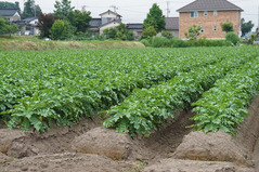 ダイコン畑