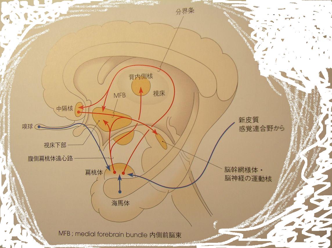 情動と本能の中枢 心脳迷宮