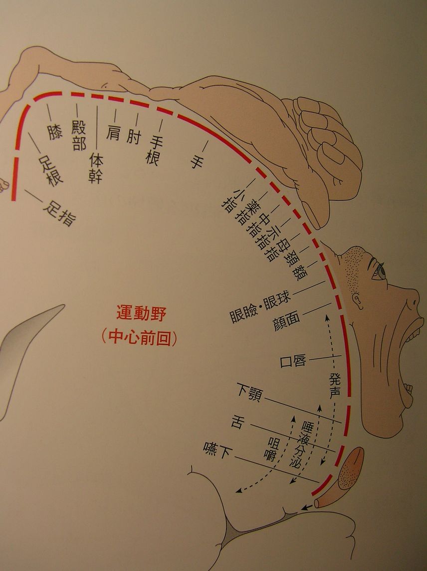 一次運動野 心脳迷宮 一次運動野 心脳迷宮