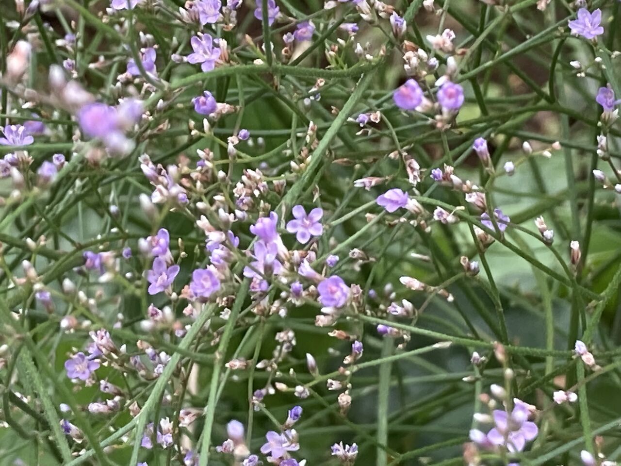 最大79 オフ リモニウム 種 宿根リモニウム ラティフォリウム 1袋 40粒 リモニウムの種 リモニウムの花 スターチス 花たね 花の種 種子 タネ 国華園