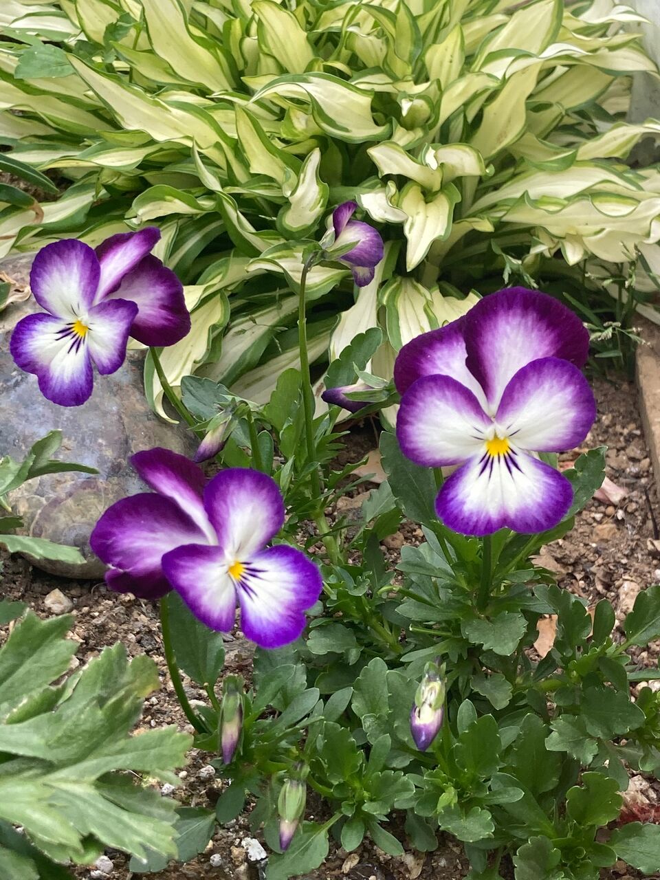 今年のパンジーとビオラ Fruitful And Happy Life