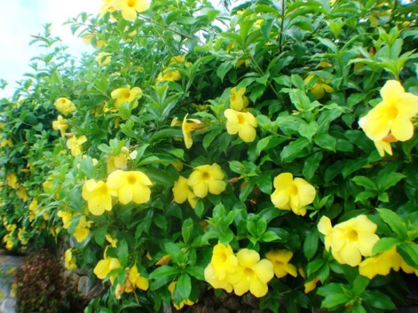 アラマンダ の花が満開 沖縄の観光施設 ｏｋｉｎａｗａフルーツらんど