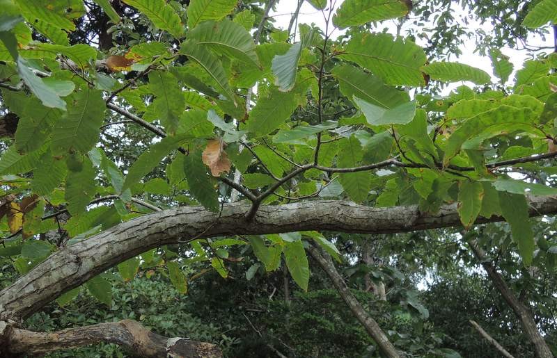 栗の木が病気 葉の付きが悪く すぐに枯れるという症状 原因は 蟻 か 蟻 退治には アリメツ が効果的 何でも雑記板 新