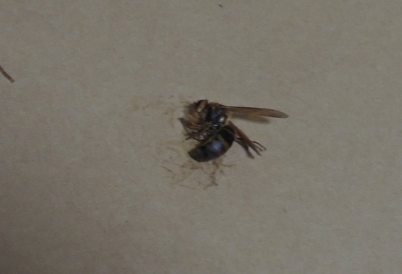 家の中に蜂が侵入 キンチョールで撃退するも後日続々と侵入してくる事態に 何でも雑記板 新