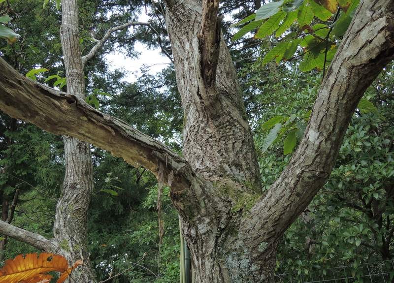 栗の木が病気 葉の付きが悪く すぐに枯れるという症状 原因は 蟻 か 蟻 退治には アリメツ が効果的 何でも雑記板 新