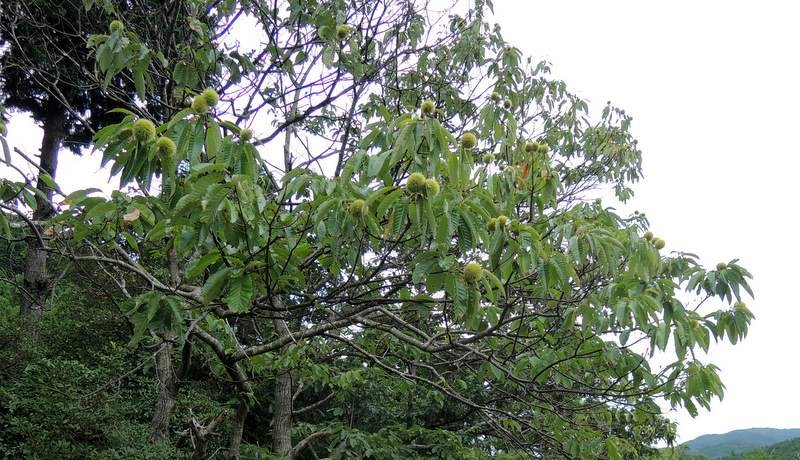 栗の木が病気 葉の付きが悪く すぐに枯れるという症状 原因は 蟻 か 蟻 退治には アリメツ が効果的 何でも雑記板 新 栗の木が病気 葉の付きが悪く すぐに枯れるという症状 原因は 蟻 か 蟻 退治には アリメツ が効果的 何でも雑記板 新