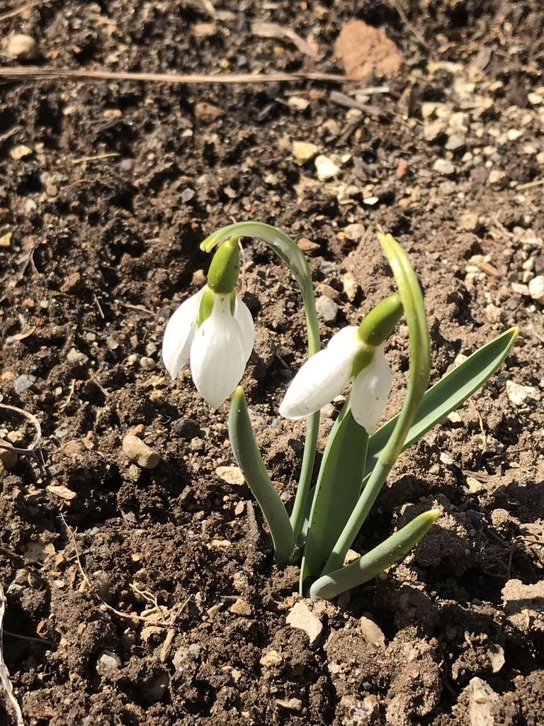 スノー ドロップ 花 言葉