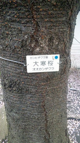 大寒桜