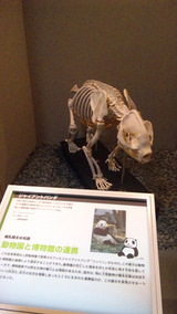 パンダ