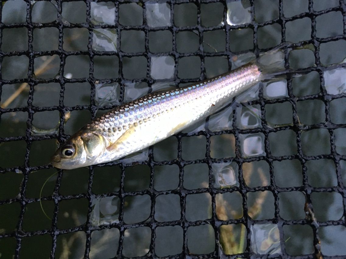 新規事業 淡水魚の養殖へ ドームハウス 新規事業 淡水魚の養殖へ ドームハウス