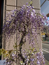 藤の花