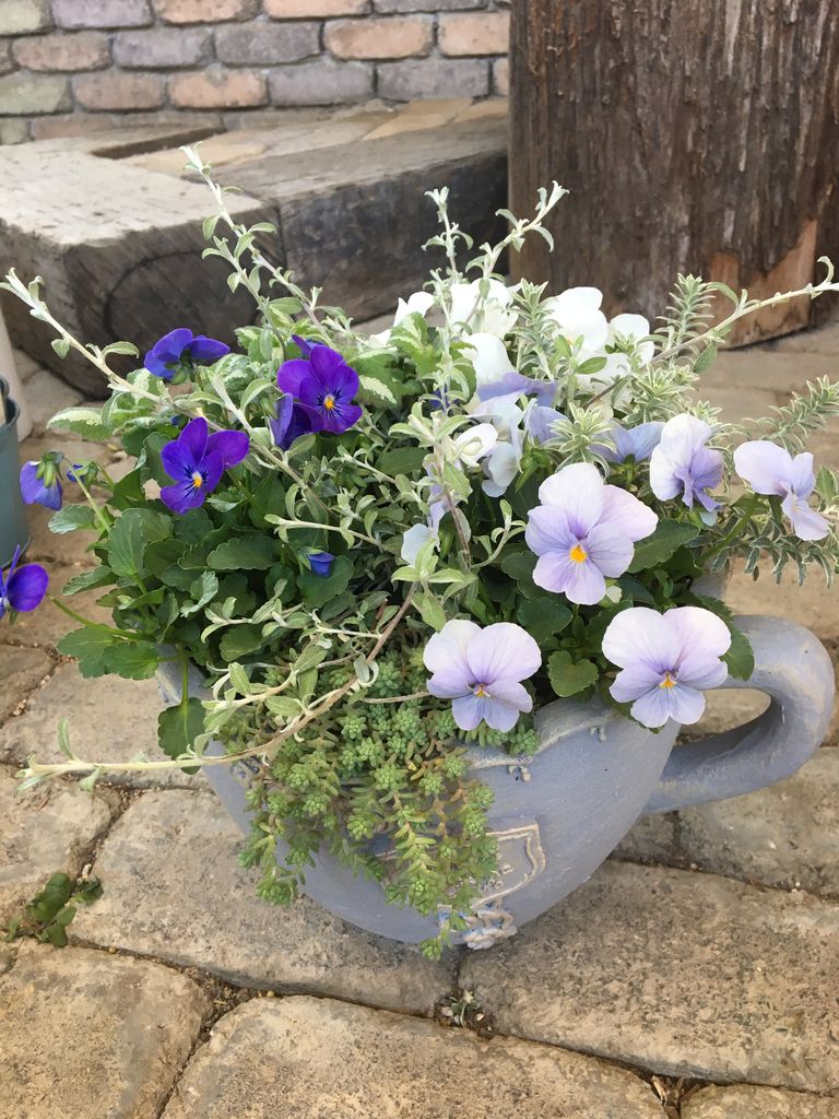 寄せ植え教室の作品見本です ｆｌｏｗｅｒ ｓｈｏｐ ｌｏｂｅｌｉａ ロベリア