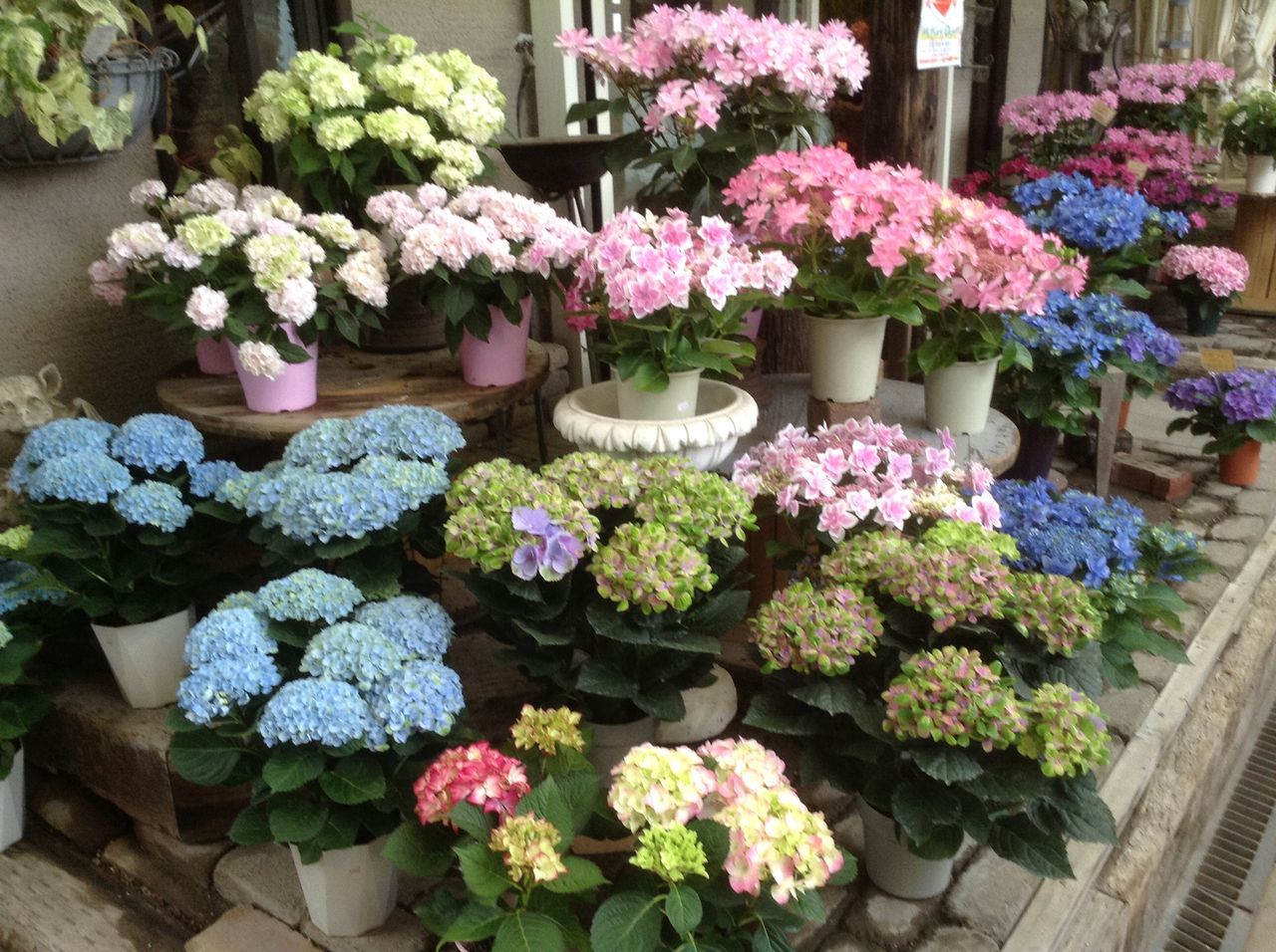 いよいよ母の日 ｆｌｏｗｅｒ ｓｈｏｐ ｌｏｂｅｌｉａ ロベリア