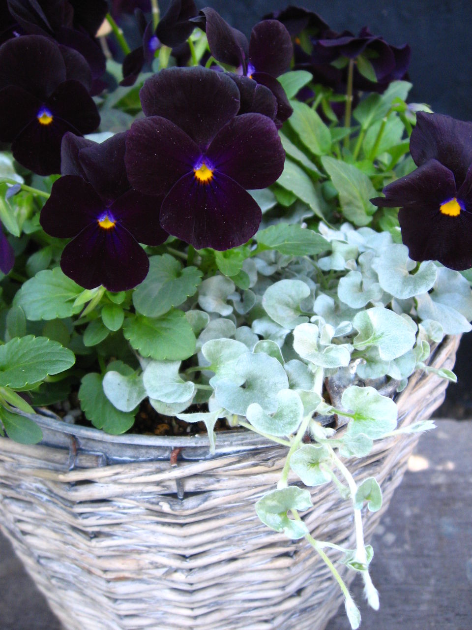 お気に入りの小さな寄せ植え : Flower Shop LOBELIA