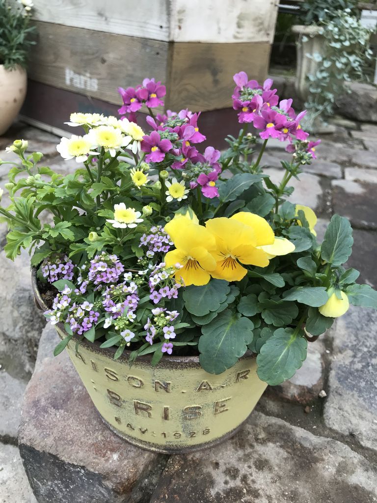 ｆｌｏｗｅｒ ｓｈｏｐ ｌｏｂｅｌｉａ ロベリア