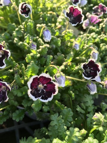 321DC806-6F05-46AC-8268-7CDBA5685525