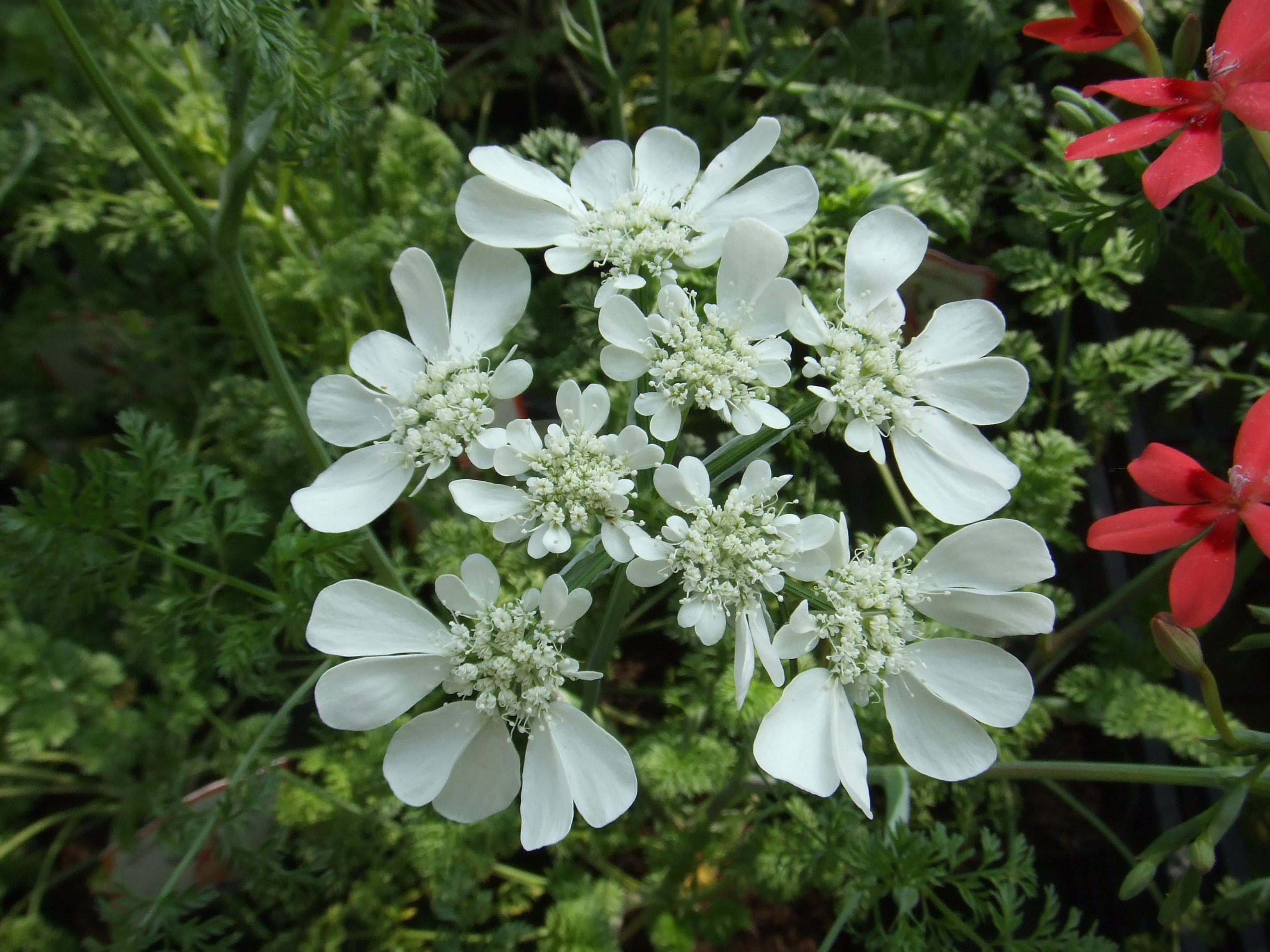 イベリスっぽい ｆｌｏｗｅｒ ｓｈｏｐ ｌｏｂｅｌｉａ ロベリア