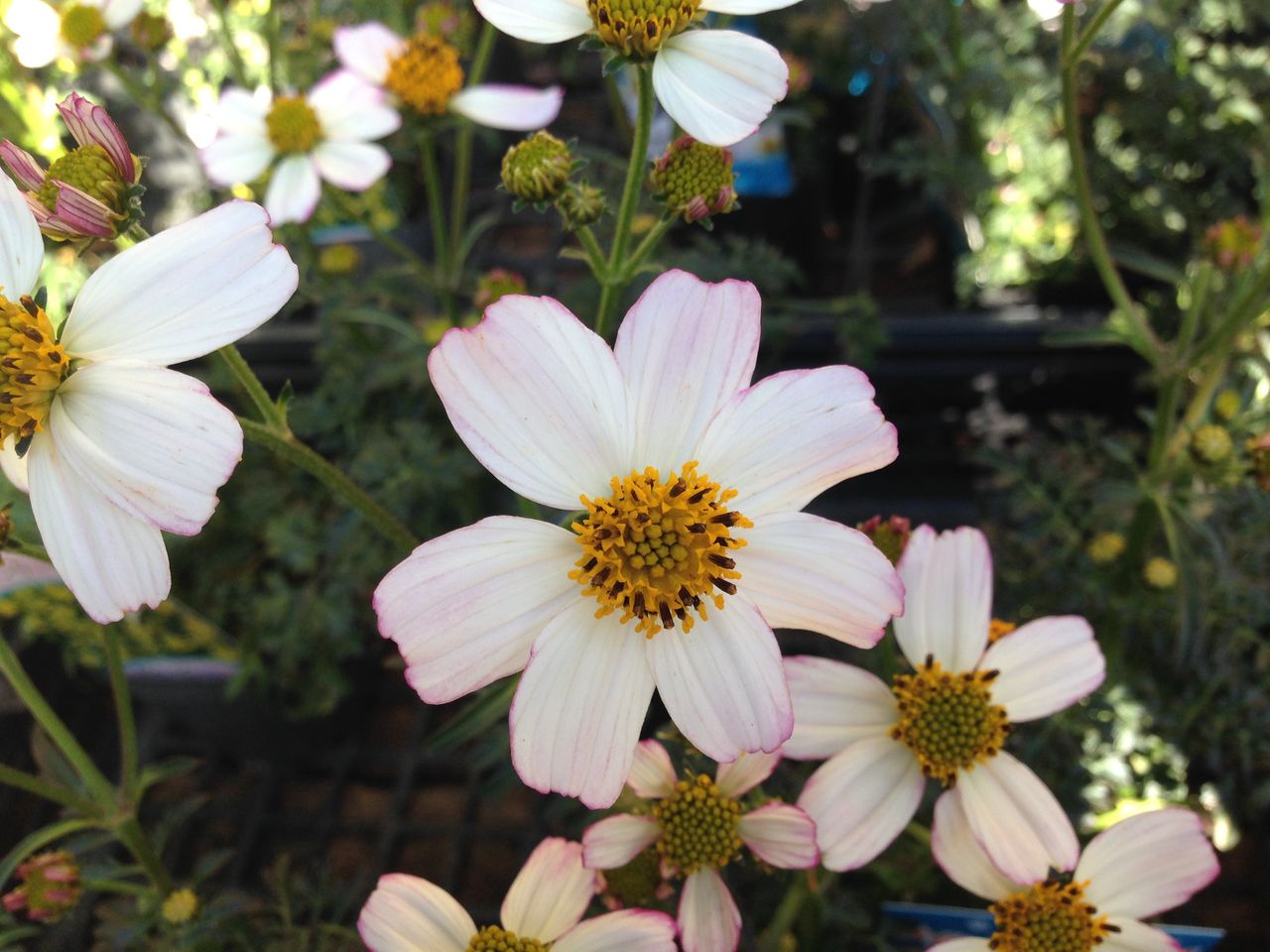 ウインターコスモス ｆｌｏｗｅｒ ｓｈｏｐ ｌｏｂｅｌｉａ ロベリア