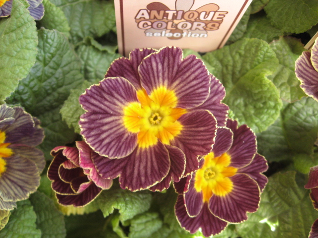 ｆｌｏｗｅｒ ｓｈｏｐ ｌｏｂｅｌｉａ ロベリア