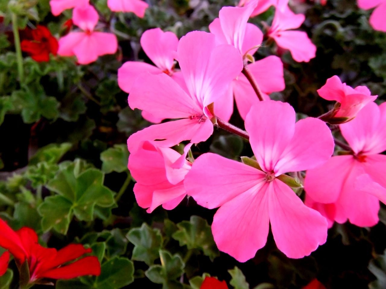 ゼラニウムとクローバー ｆｌｏｗｅｒ ｓｈｏｐ ｌｏｂｅｌｉａ ロベリア