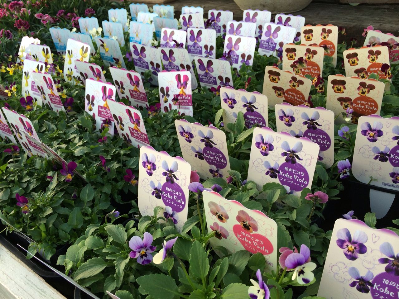 パンジービオラ flower shop lobelia ロベリア パンジービオラ flower shop lobelia ロベリア