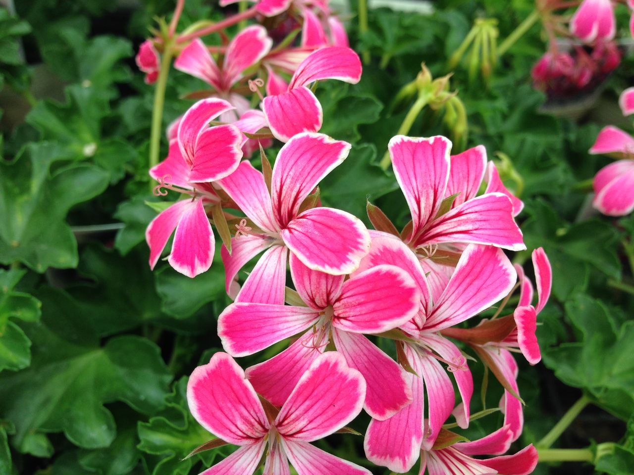 ゼラニウム ｆｌｏｗｅｒ ｓｈｏｐ ｌｏｂｅｌｉａ ロベリア