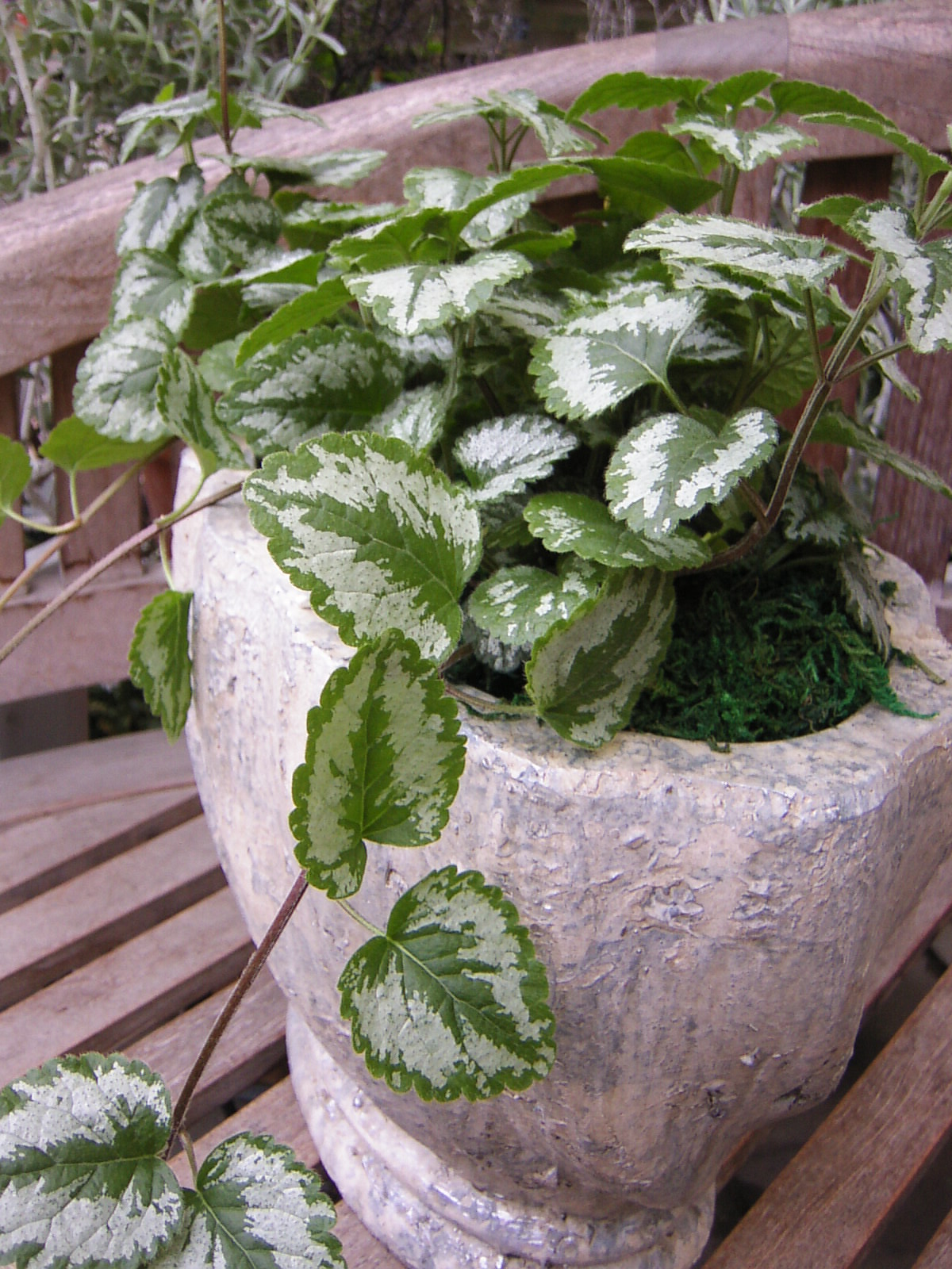 ラミウム ｆｌｏｗｅｒ ｓｈｏｐ ｌｏｂｅｌｉａ ロベリア