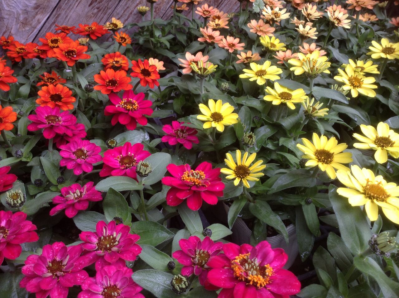 ジニア ｆｌｏｗｅｒ ｓｈｏｐ ｌｏｂｅｌｉａ ロベリア