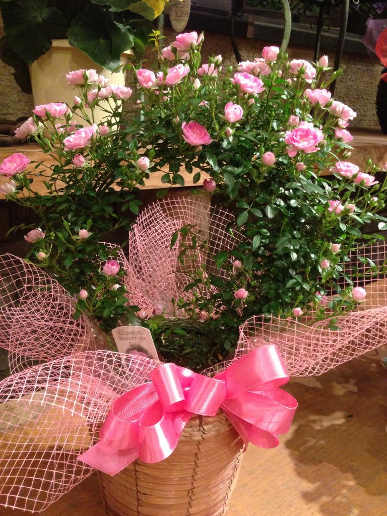 母の日のプレゼントに ｆｌｏｗｅｒ ｓｈｏｐ ｌｏｂｅｌｉａ ロベリア