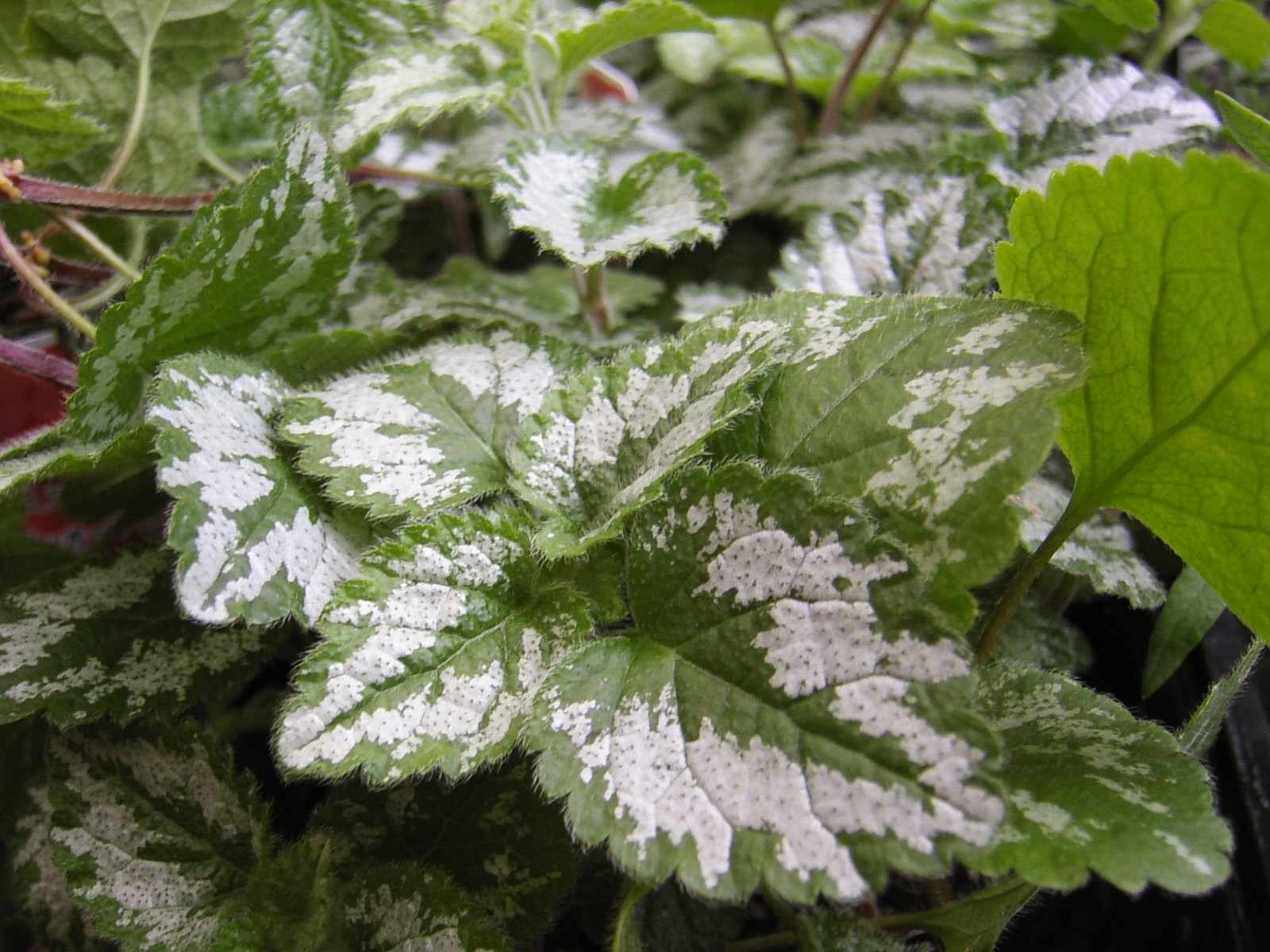 ラミウム ｆｌｏｗｅｒ ｓｈｏｐ ｌｏｂｅｌｉａ ロベリア