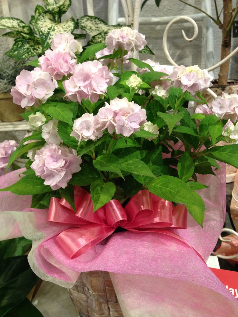 母の日のプレゼントに ｆｌｏｗｅｒ ｓｈｏｐ ｌｏｂｅｌｉａ ロベリア