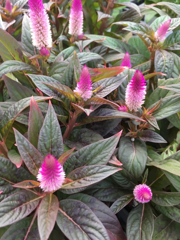 明日はメルマガ会員様ポイント2倍デーです ｆｌｏｗｅｒ ｓｈｏｐ ｌｏｂｅｌｉａ ロベリア