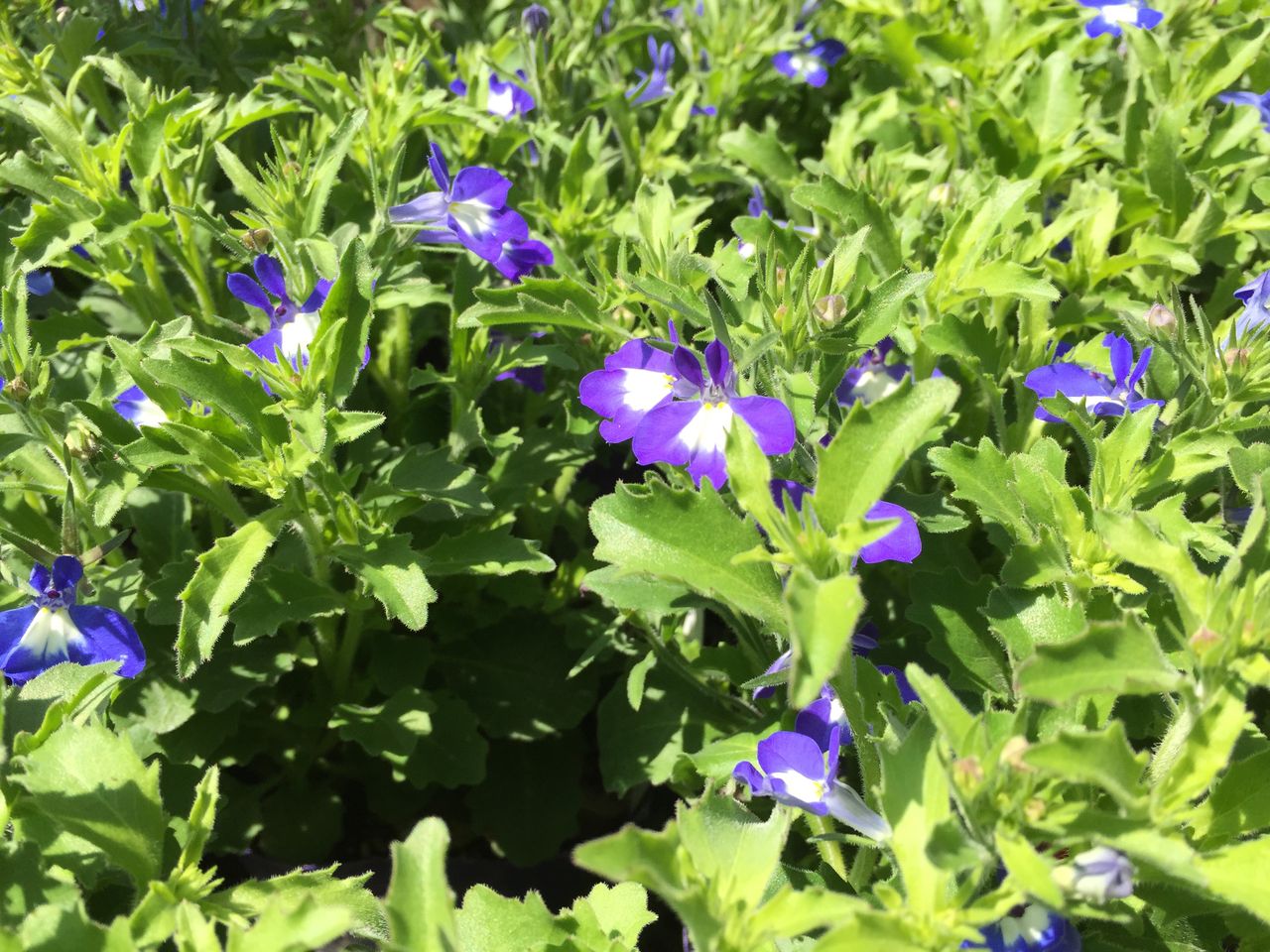 ロベリア ｆｌｏｗｅｒ ｓｈｏｐ ｌｏｂｅｌｉａ ロベリア