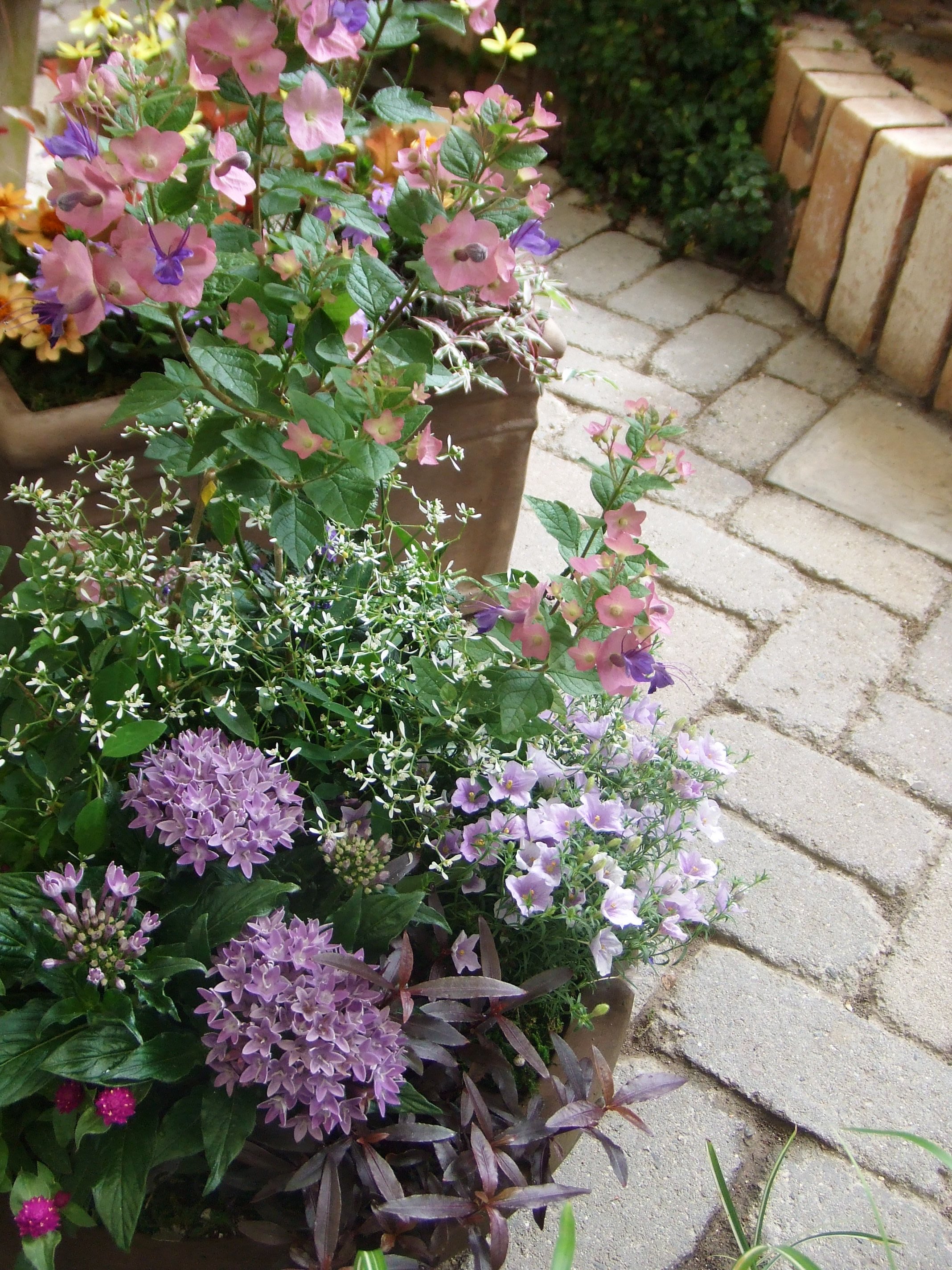 星のようなお花 ｆｌｏｗｅｒ ｓｈｏｐ ｌｏｂｅｌｉａ ロベリア