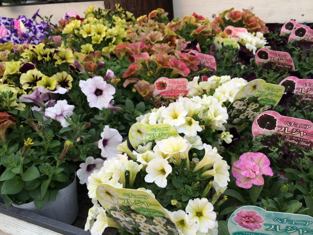 ｆｌｏｗｅｒ ｓｈｏｐ ｌｏｂｅｌｉａ ロベリア