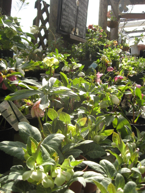 ｆｌｏｗｅｒ ｓｈｏｐ ｌｏｂｅｌｉａ ロベリア