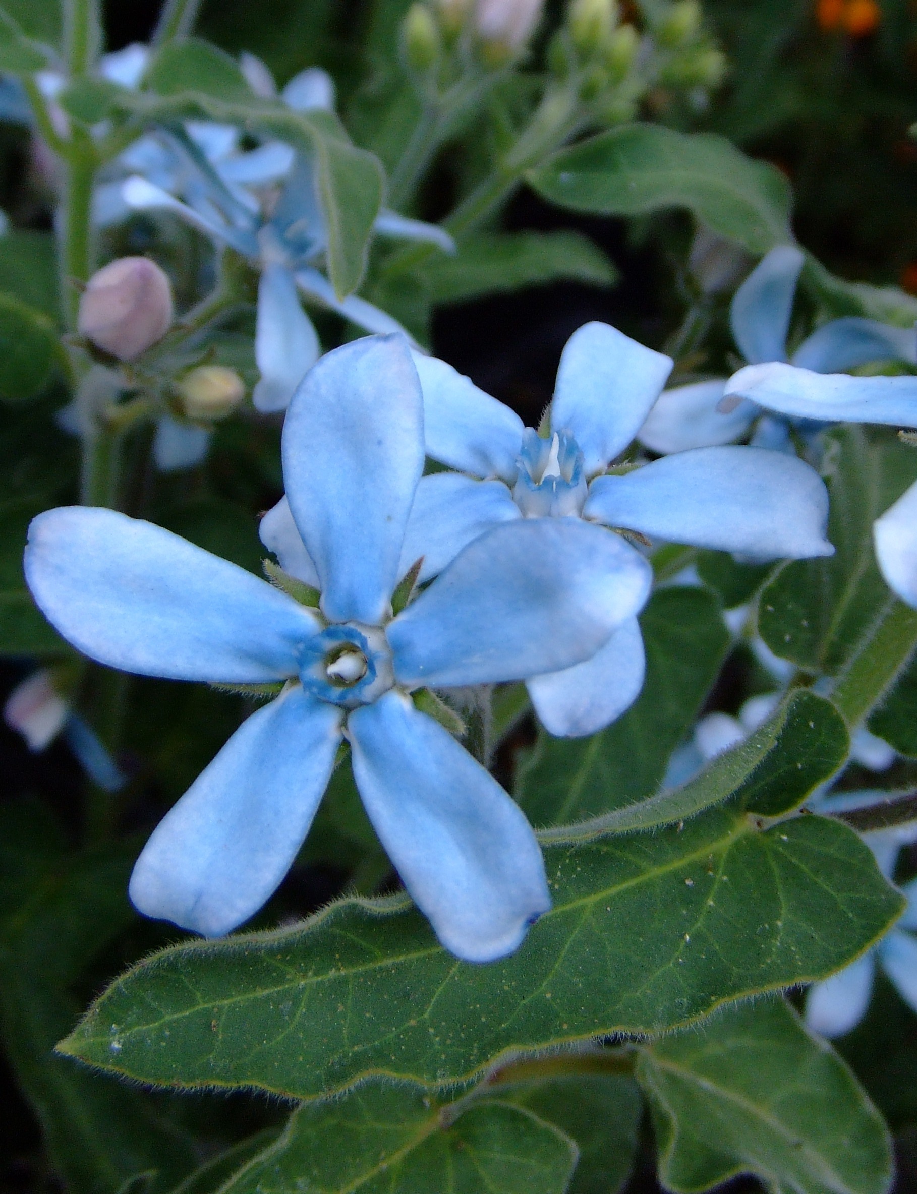 初夏を彩るブルーのお花 ｆｌｏｗｅｒ ｓｈｏｐ ｌｏｂｅｌｉａ ロベリア