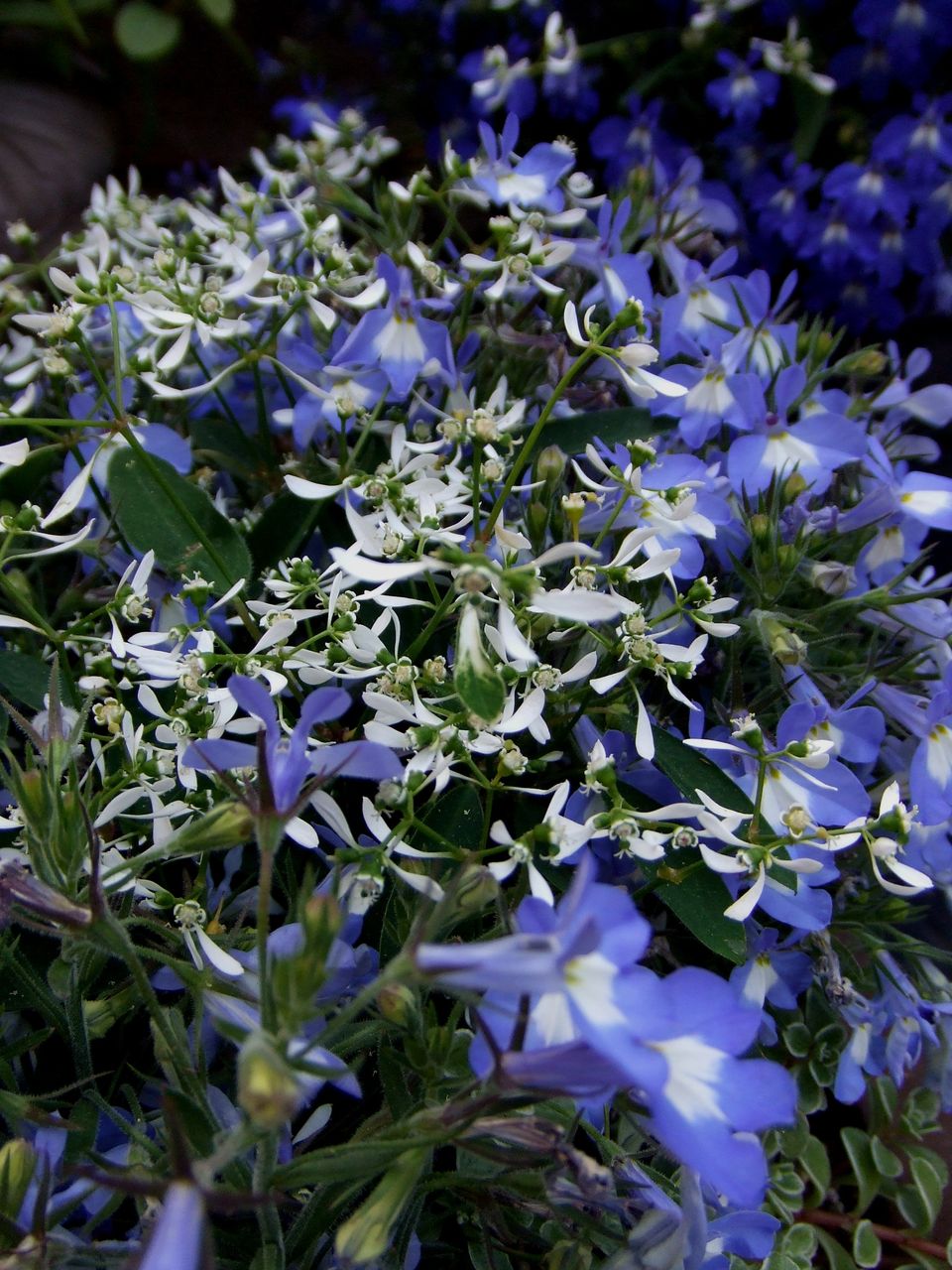 母の日カウントダウン ｆｌｏｗｅｒ ｓｈｏｐ ｌｏｂｅｌｉａ ロベリア